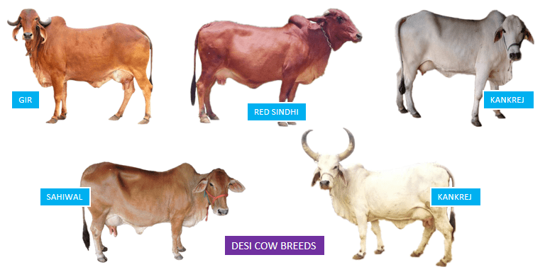 Desi Indian Breed Cows - Best Packet Milk in India - FOODFACT