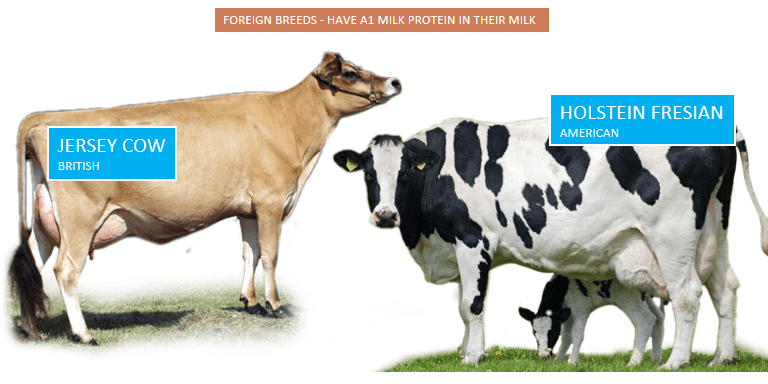 Foreign Breed Cows - Best Packet Milk in India - FOODFACT