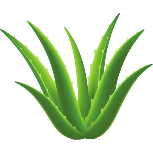Aloe Vera - Home Remedy for Skin Inflammation